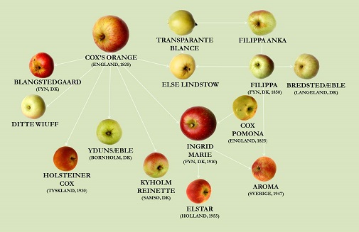 (Udsnit af kort over æblesorter