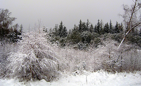 Vinter i Tornby Skov
